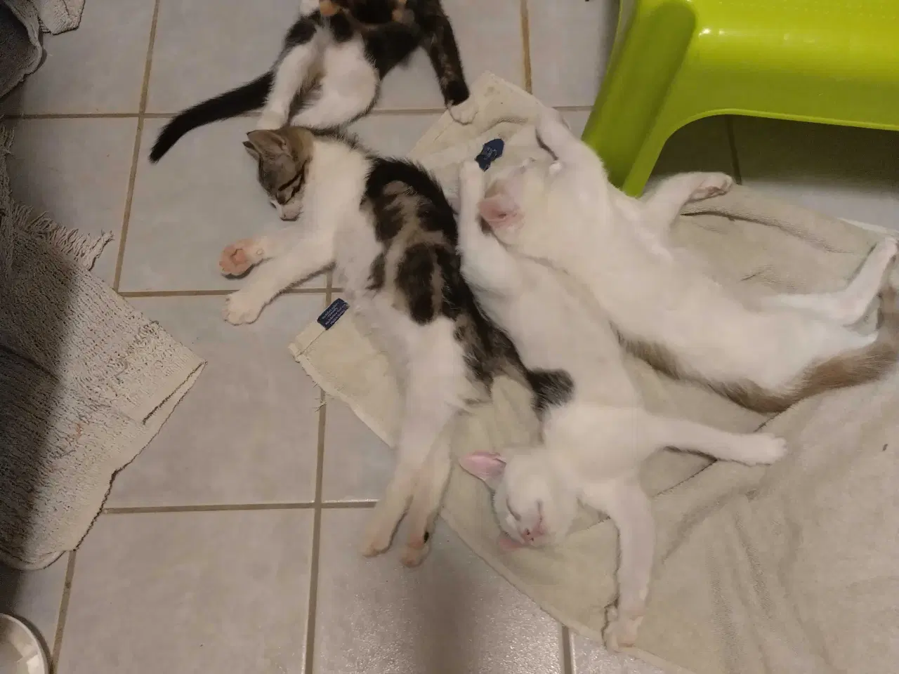 Billede 4 - Kærlige, søde, renlige og legesyge killinger