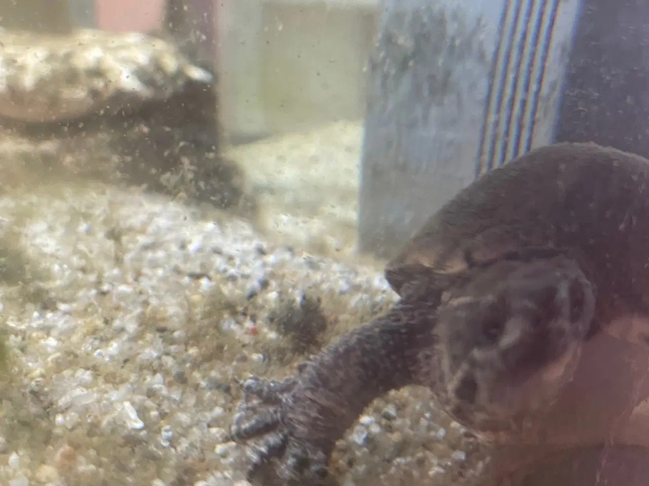 Billede 7 - Sumpskildpadde med akvarie, pumpe, lys indhold 