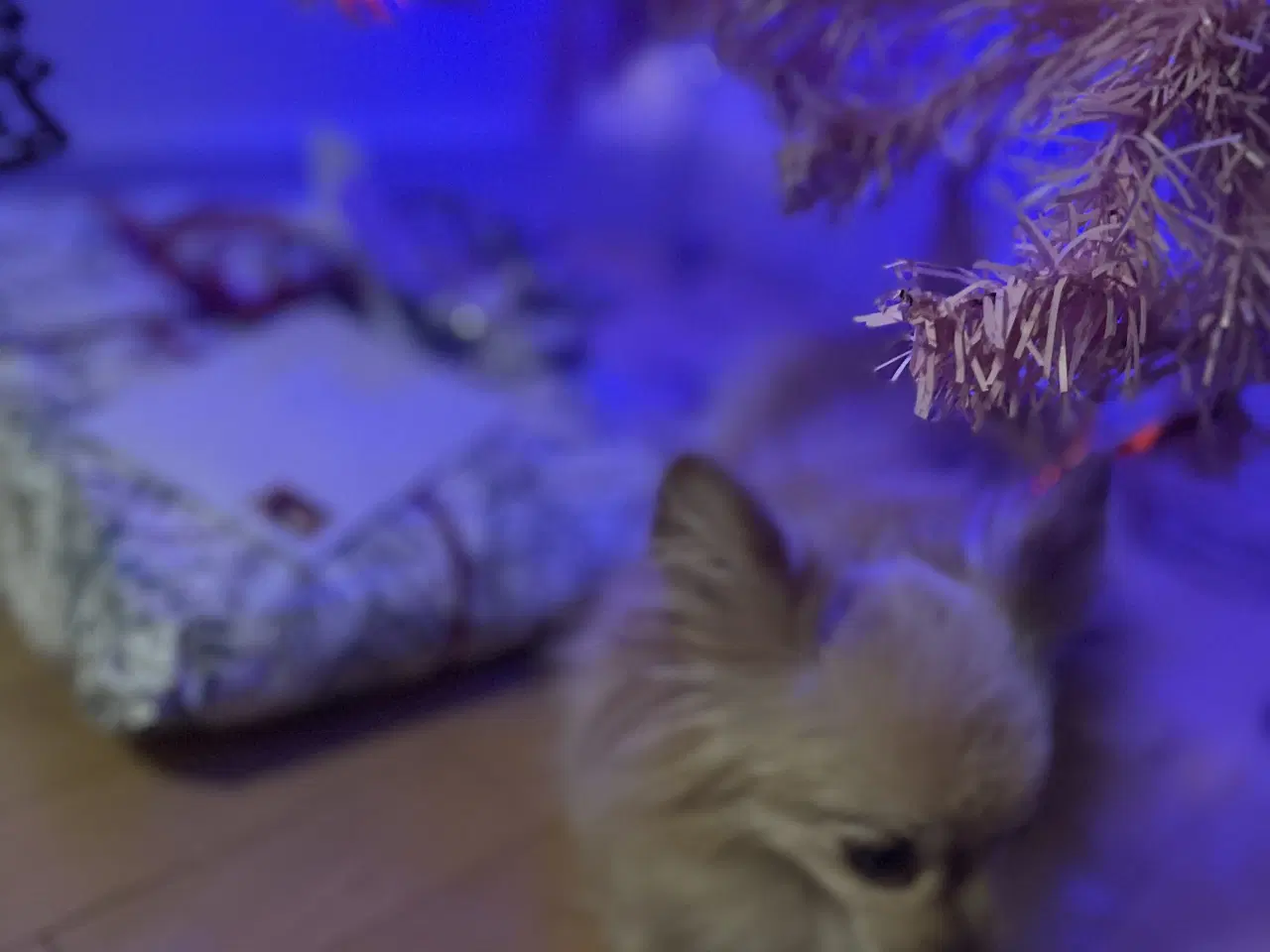 Billede 4 - Sød hund søger nyt hjem 