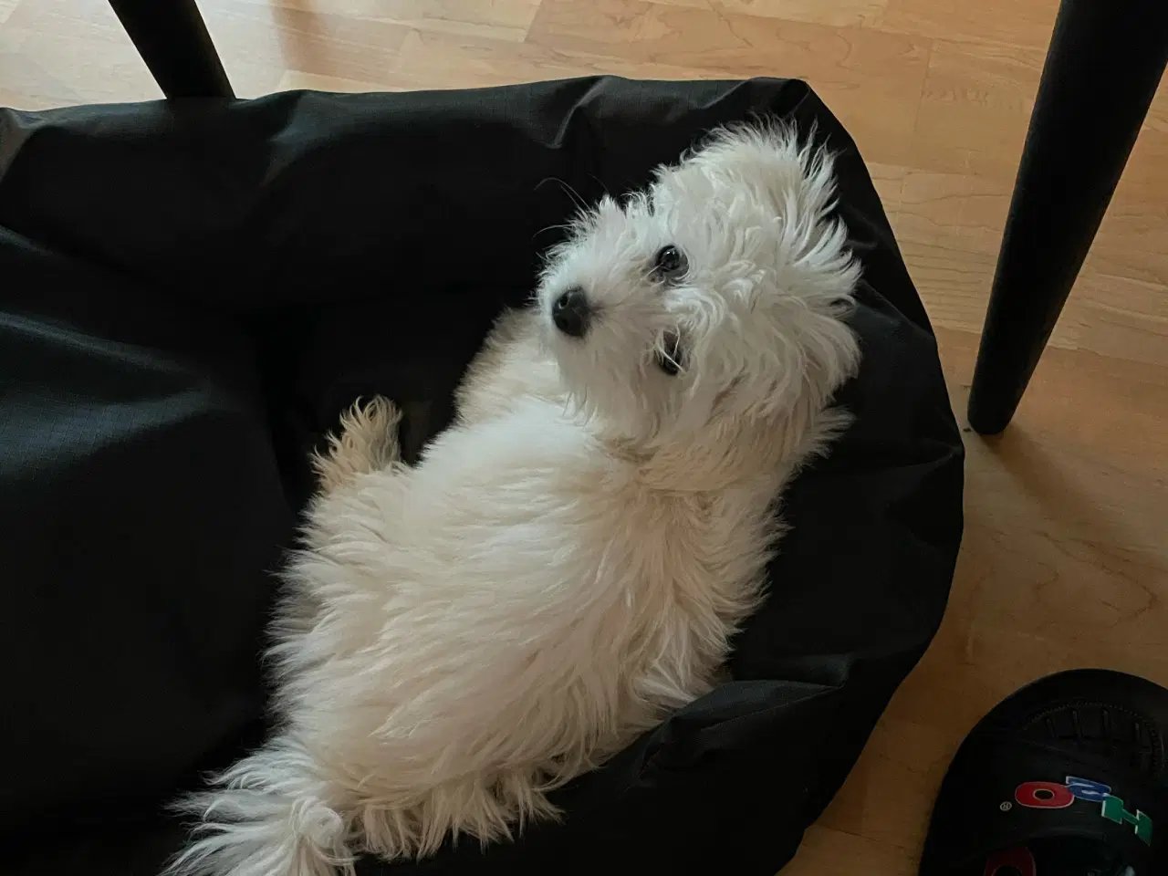 Billede 2 - Voksen tæve coton de tulear 