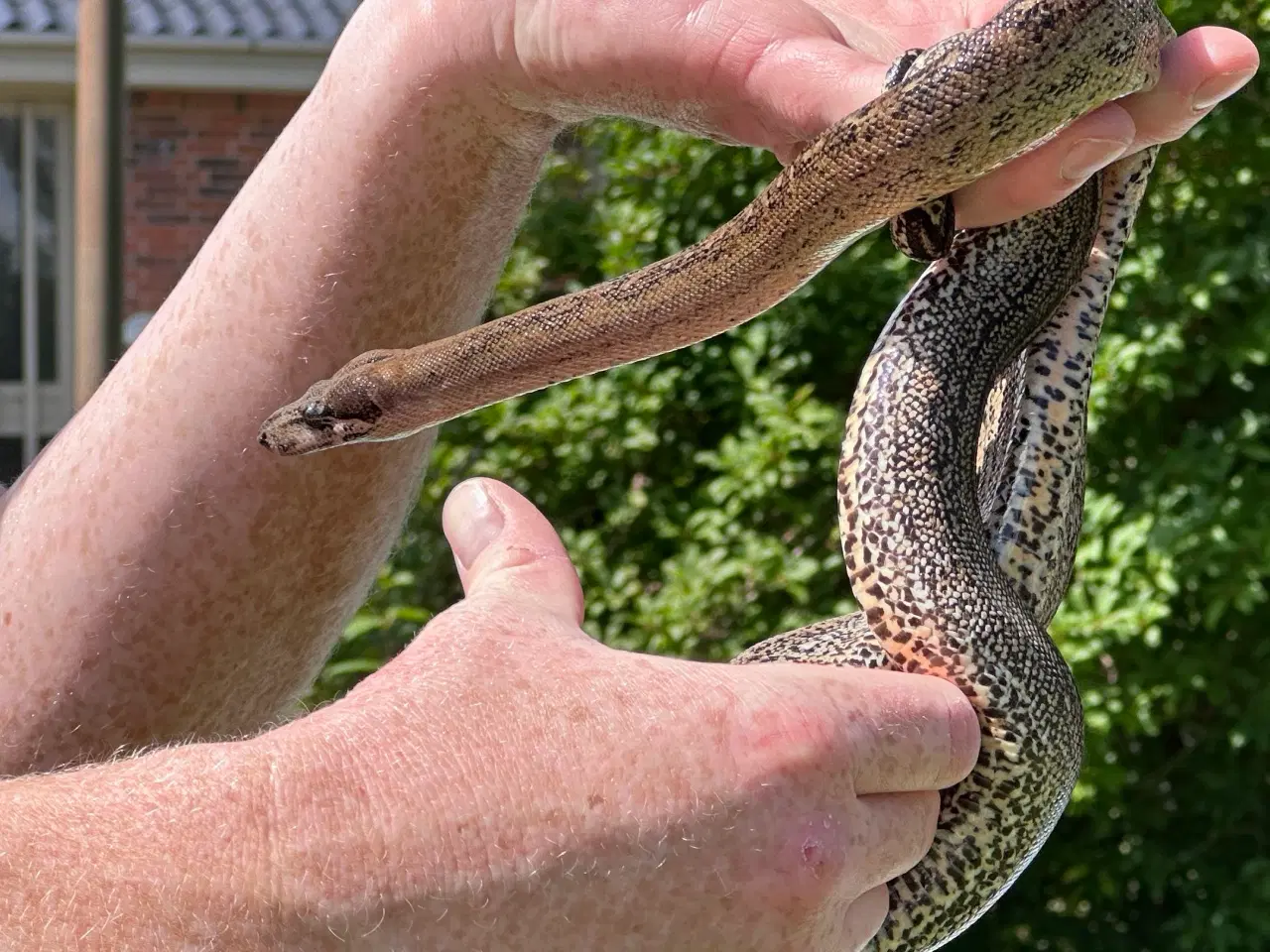 Billede 3 - Smuk Leopard Boa til salg 0,1 🐍