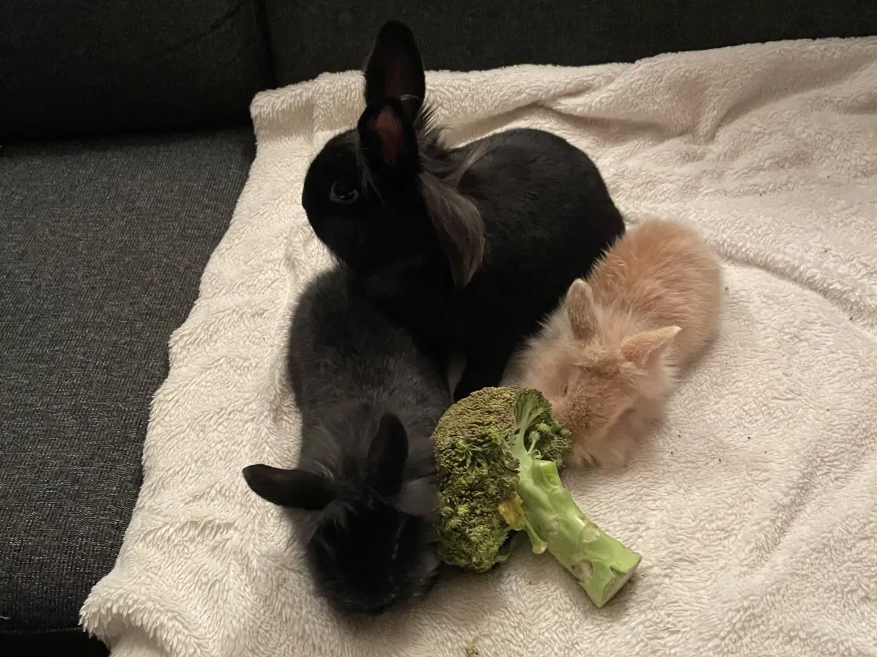 Billede 2 - Dværg Løvehovedet unger