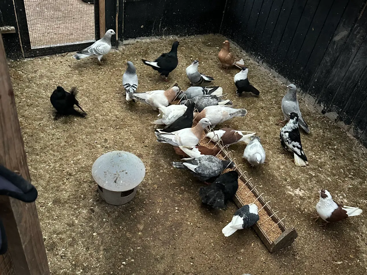 Billede 1 - Mange forskellige Arbisk race due