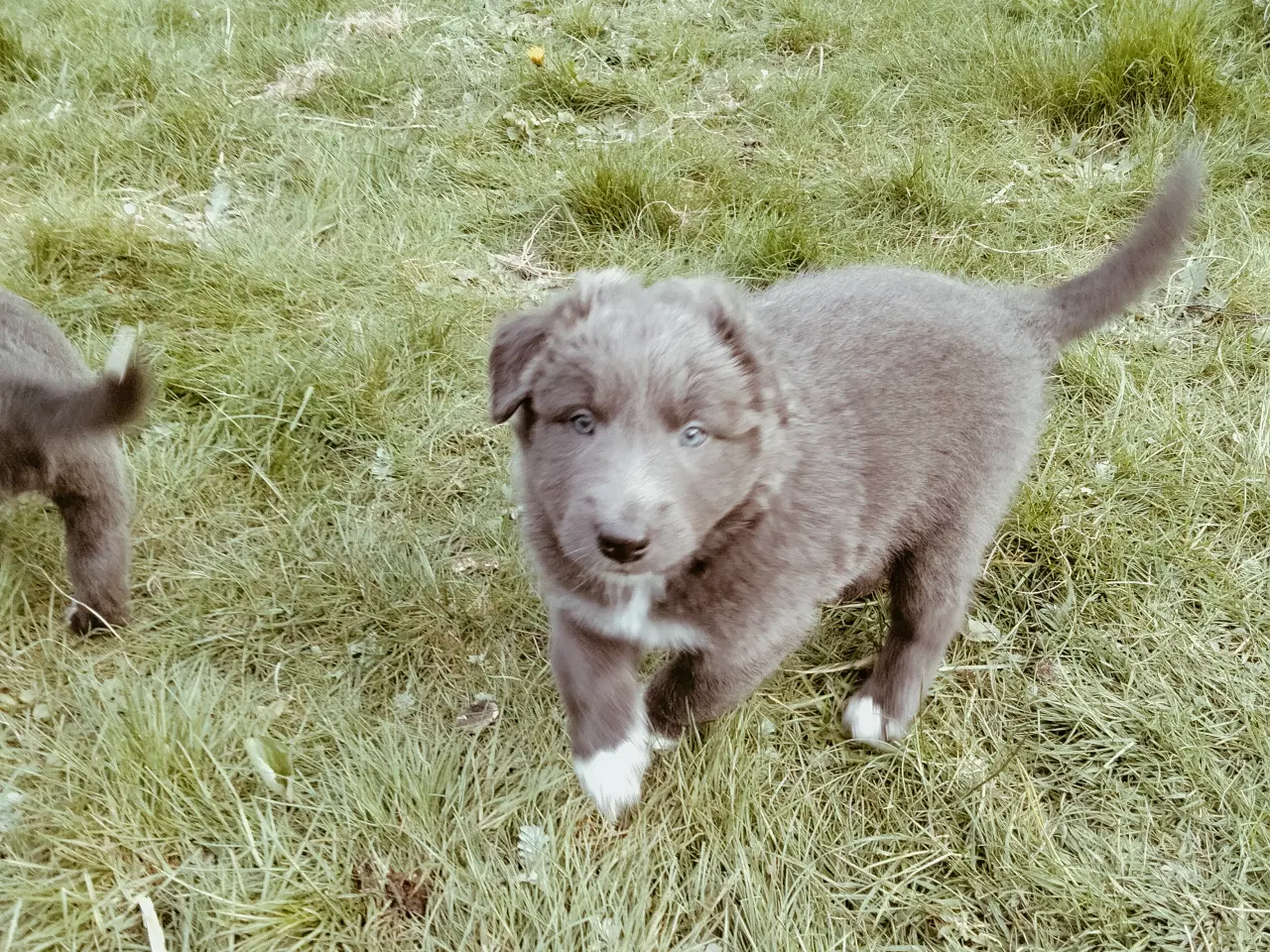 Billede 5 - Dejlige Border Aussie hvalpe til salg. 