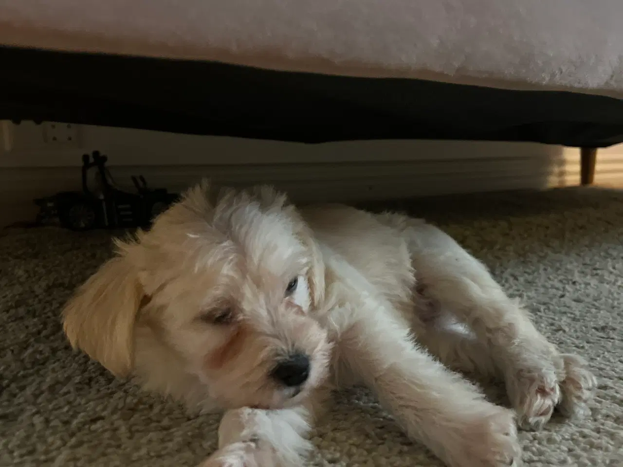 Billede 6 - Bichon Havanais/Jack Russel x Schnauzer tæve (gade