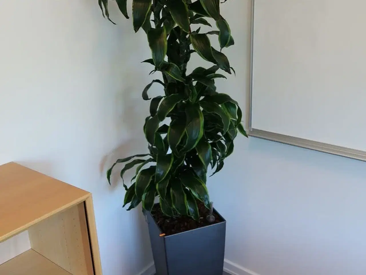 Billede 1 - Plante i krukke
