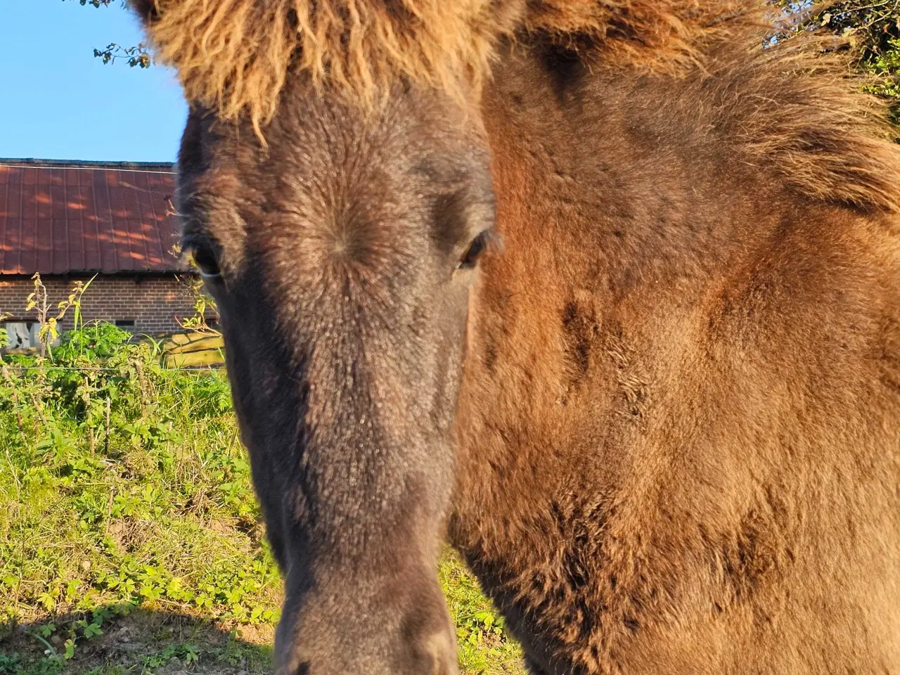 Billede 3 - Super lækkert hingsteføl💙
