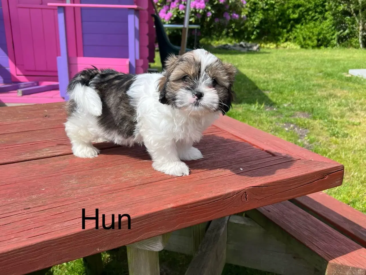 Billede 7 - 3 shih tzu-havapoo hvalpe(8 uger)