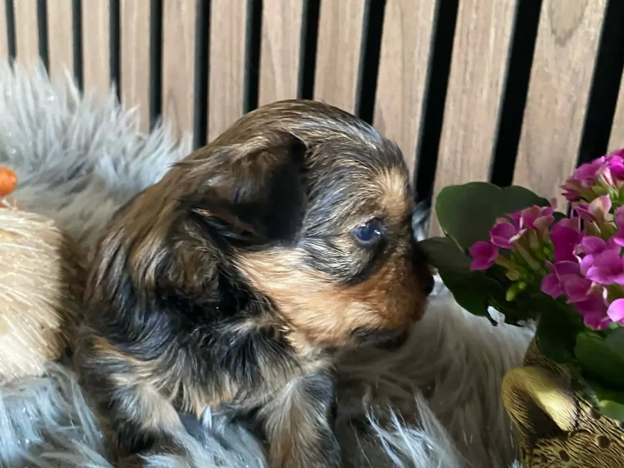 Billede 6 - Yorkshire terrier 