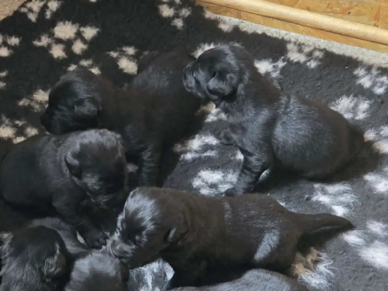 Billede 2 - labrador formel 1