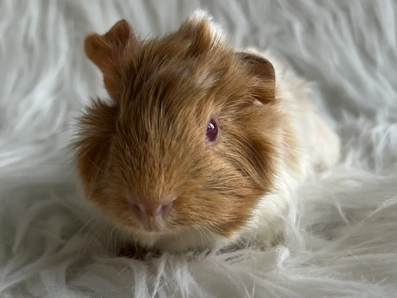 Billede 2 - Han unger