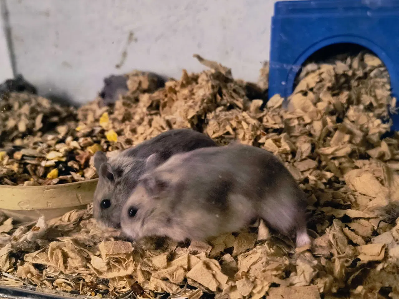 Billede 2 - Dværghamster unger 