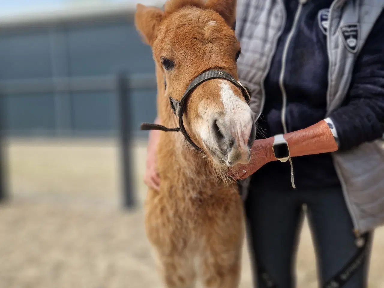 Billede 4 - Fantastisk smuk islænder hingst føl sælges 