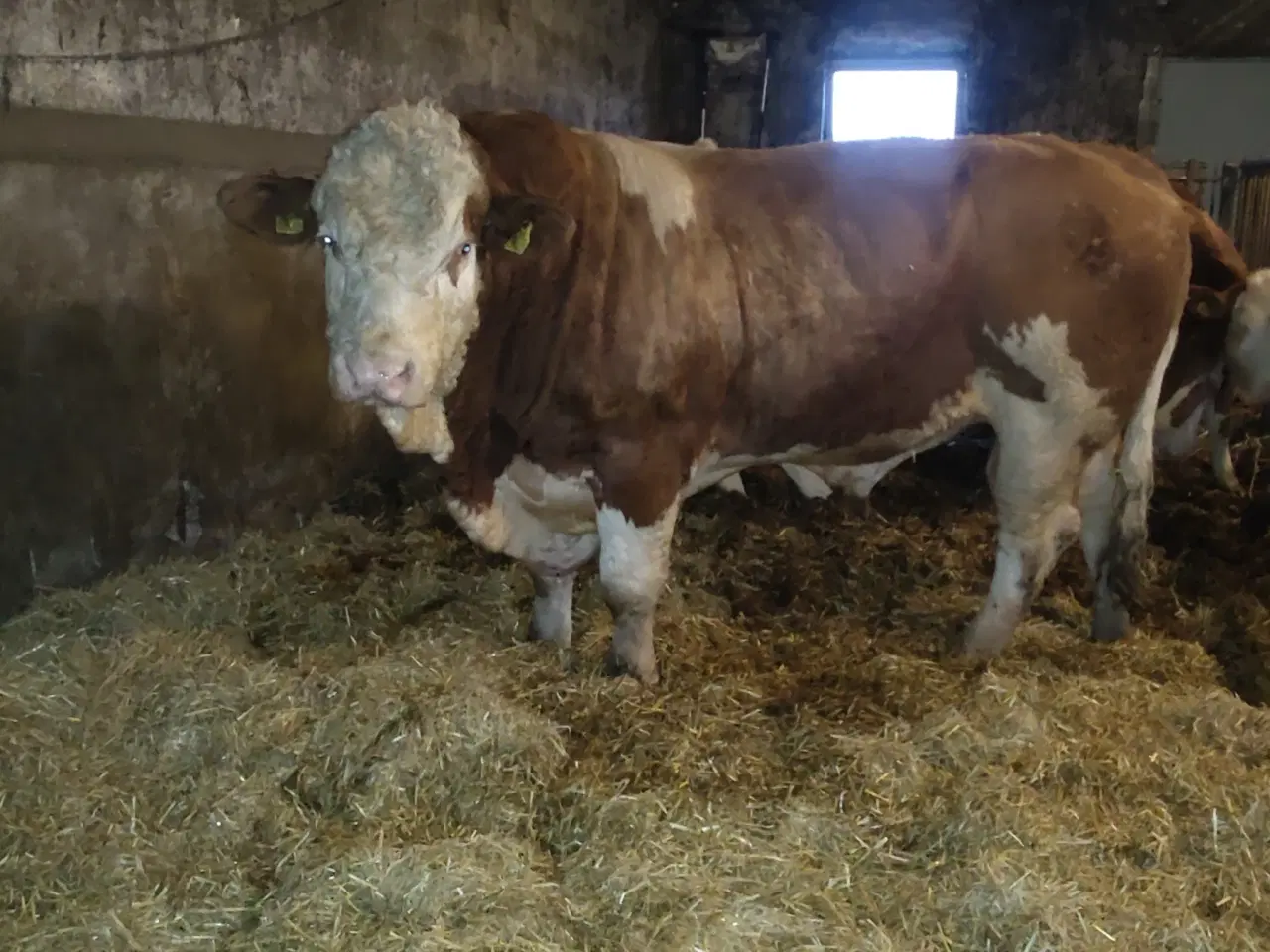 Billede 1 - Simmentaler 