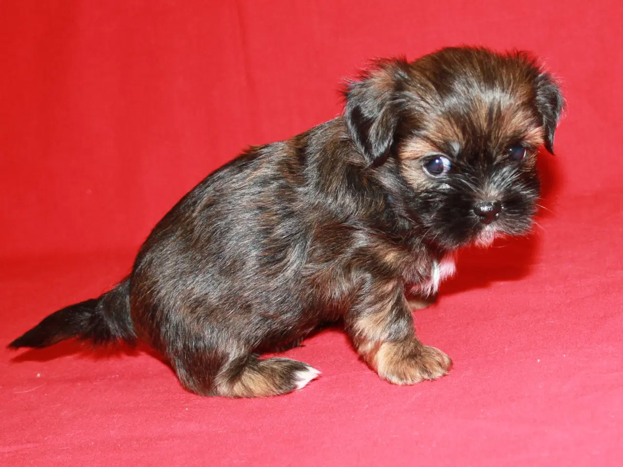 Billede 4 - Lhasa Apso hvalpe