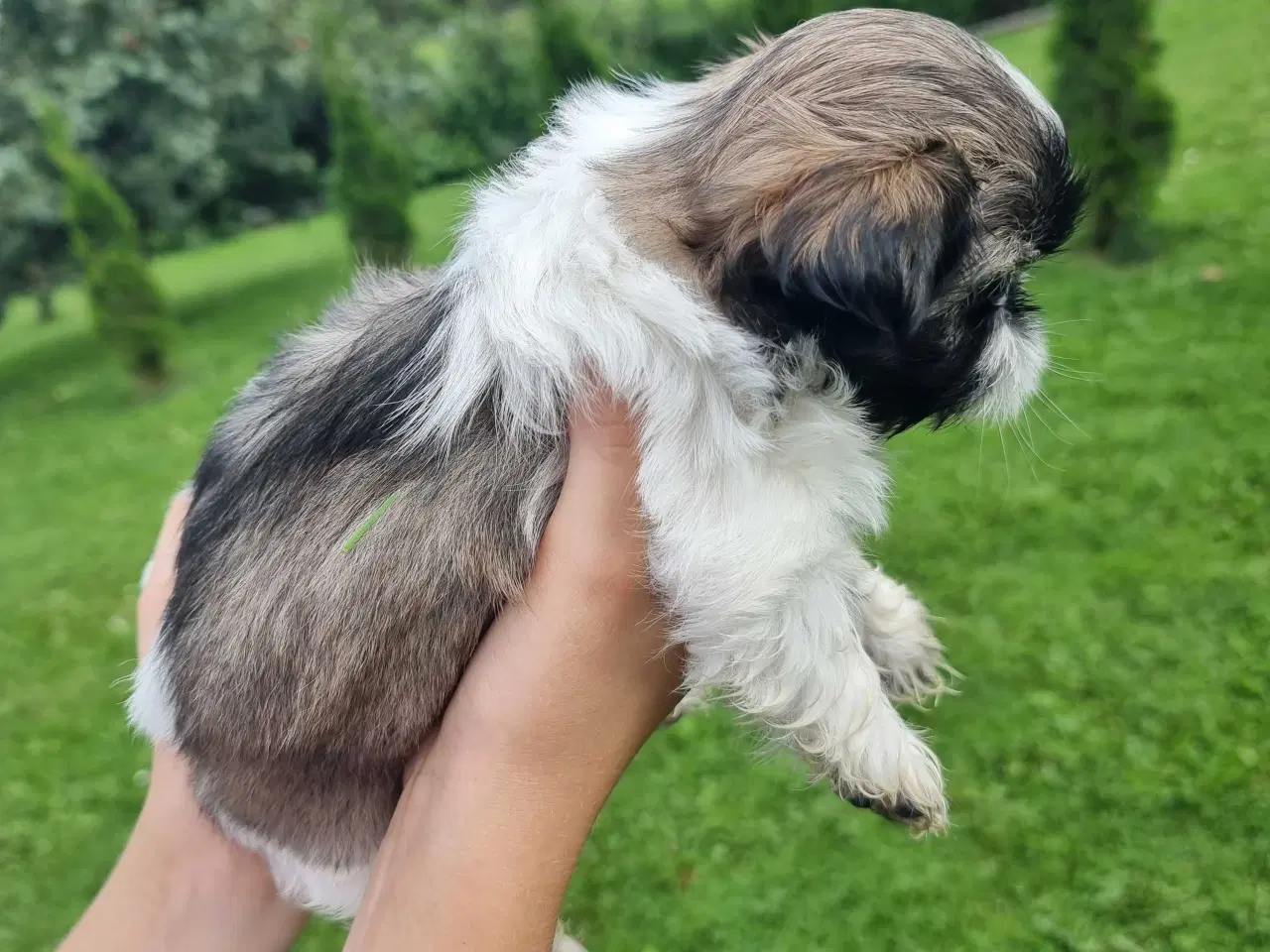 Billede 8 - Shih Tzu-hvalpe 