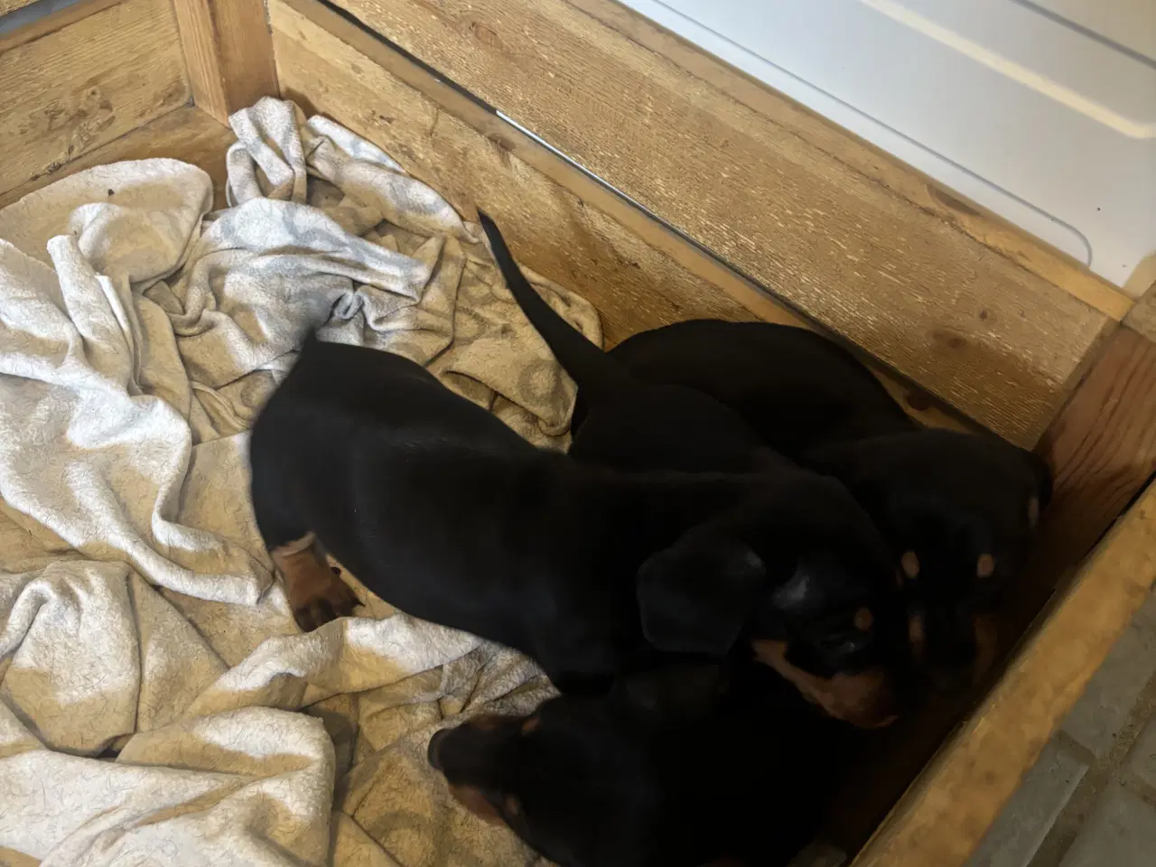 Billede 6 - Gravhund til salg