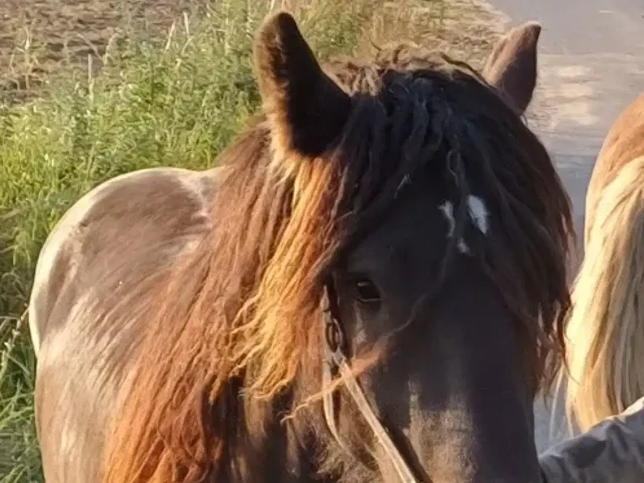 Billede 12 - Jysk hest, 2 års hingst