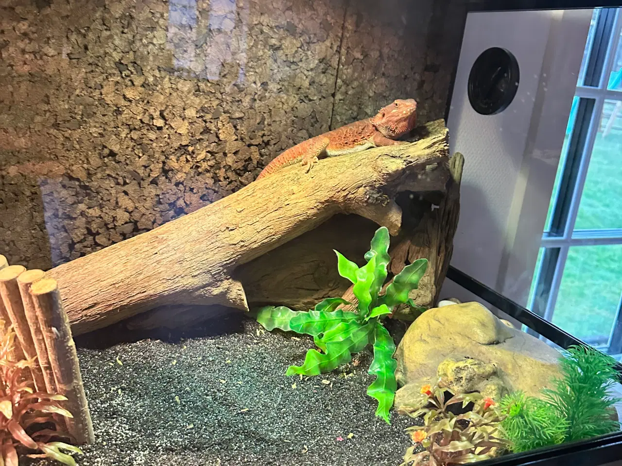 Billede 3 - Skægagame med terrarie