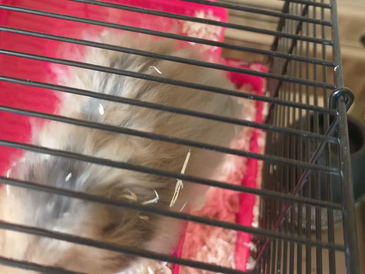 Billede 2 - Guld hamster 