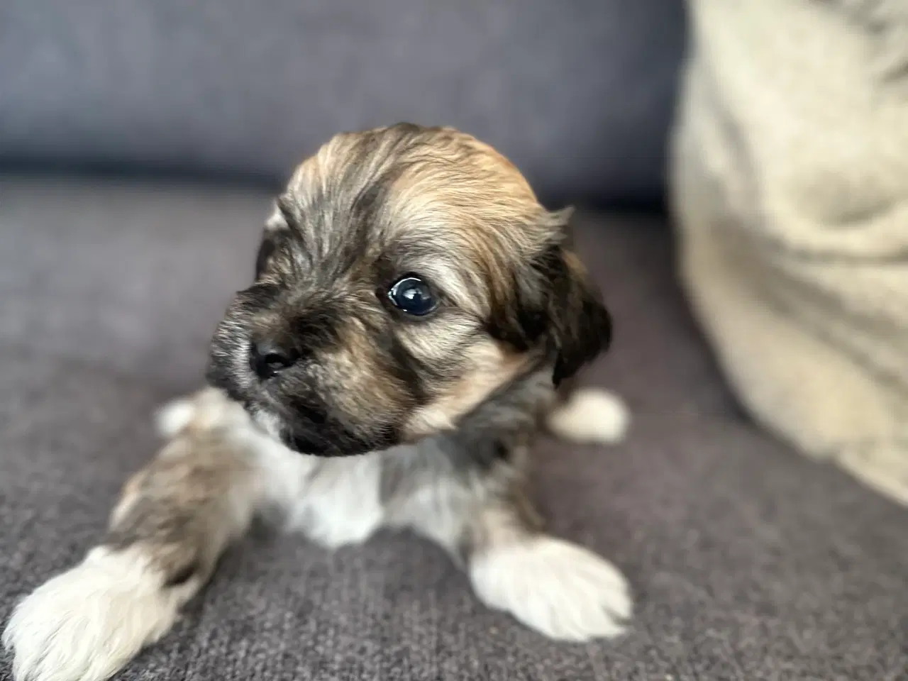 Billede 17 - Lhasa apso hvalpe