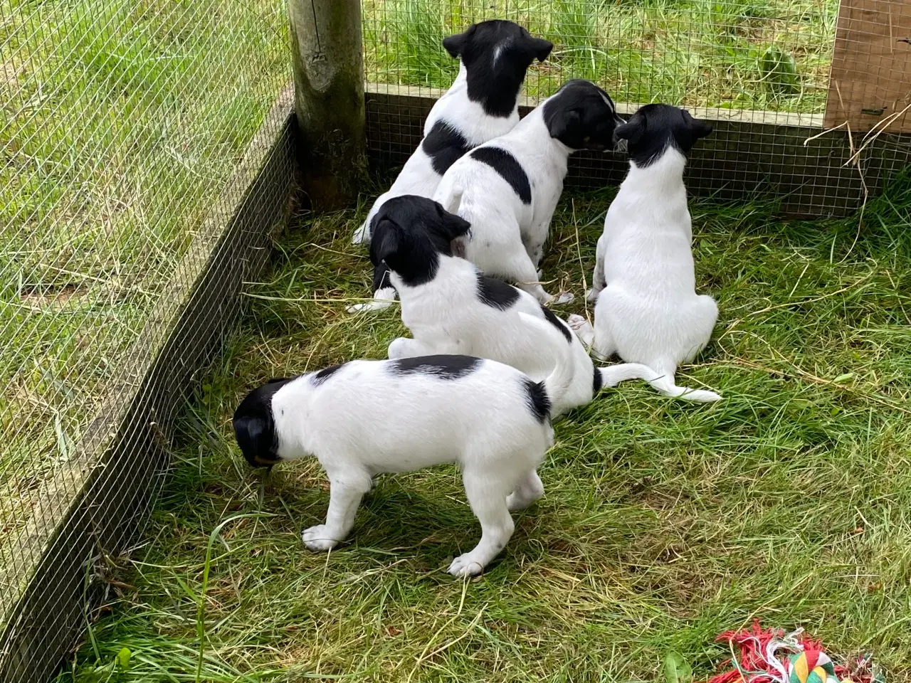 Billede 4 - Dansksvensk gårdhunde hvalpe