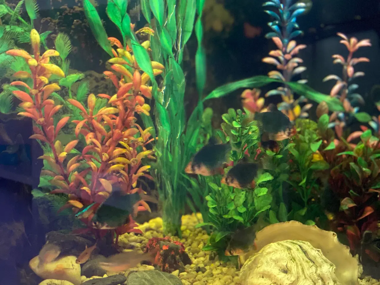 Billede 6 - Akvarie med det hele