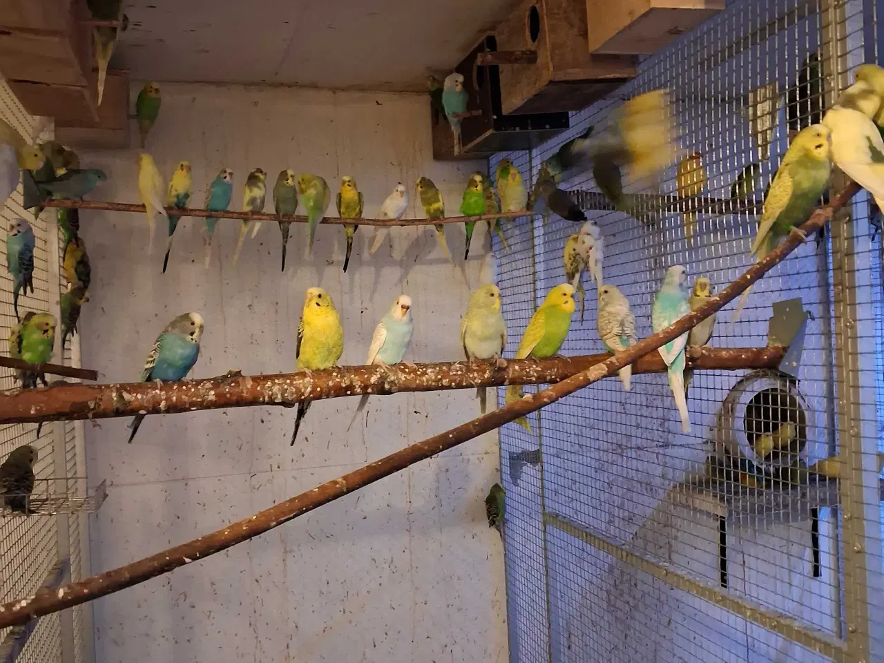 Billede 1 - Undulater