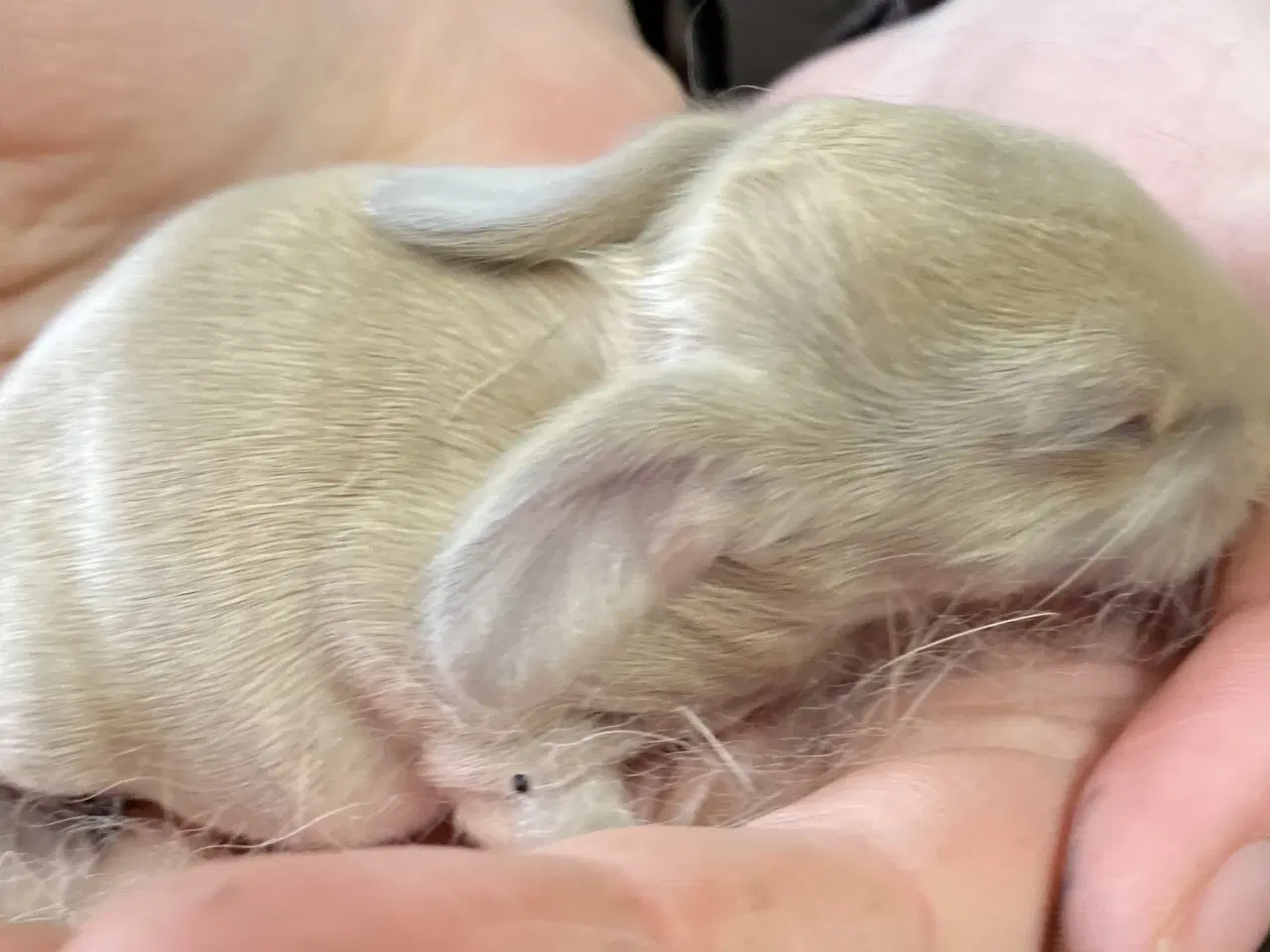 Billede 5 - FRANsK VÆDDER HUN ISABELLA