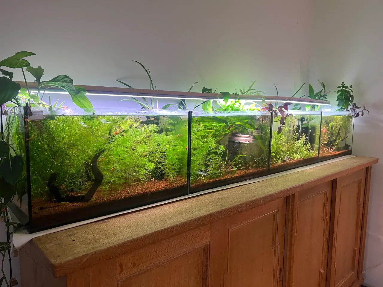 Billede 3 - Fire ens 45 liters akvarier på møbel hvis ønskes
