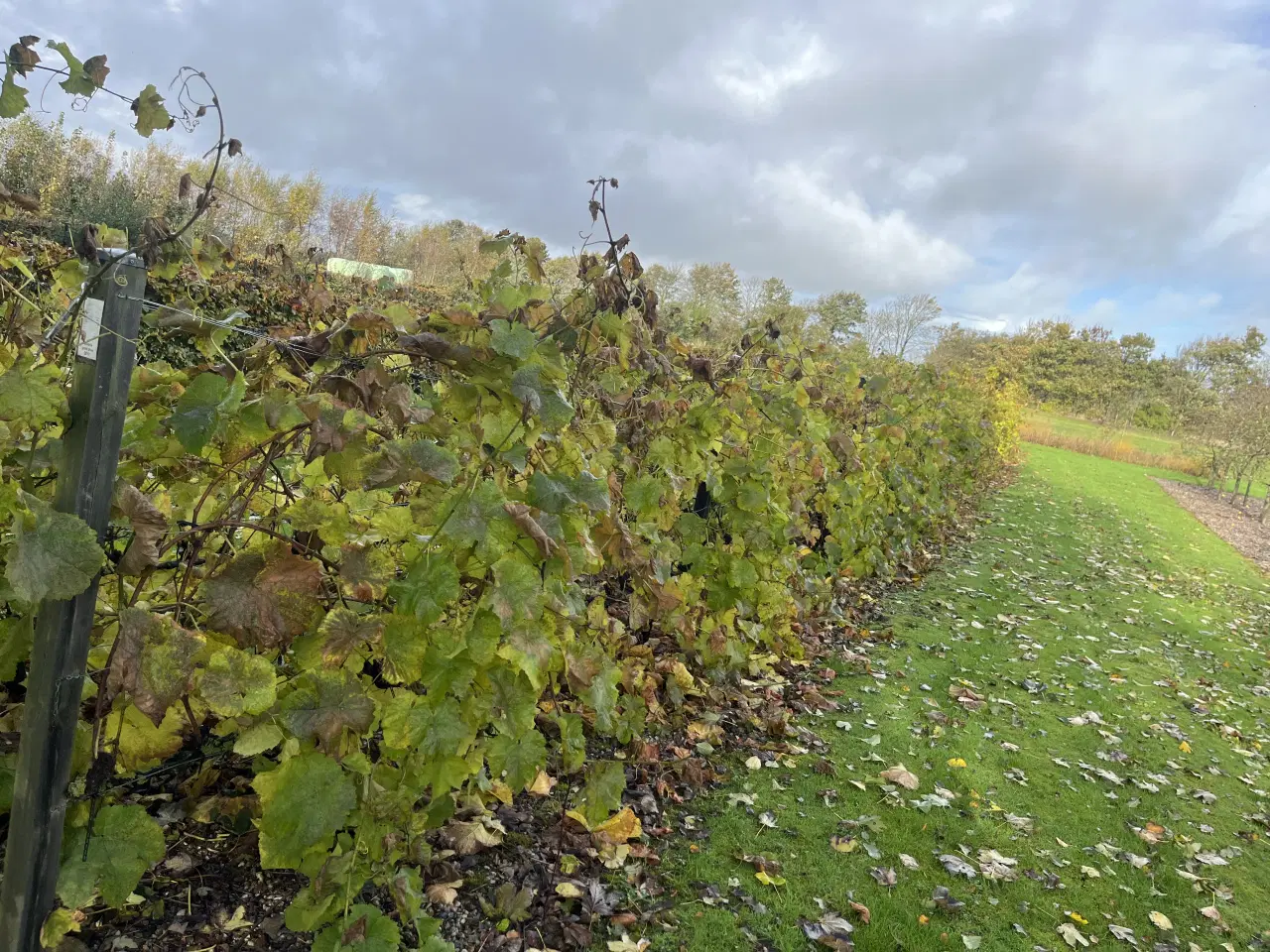 Billede 2 - Vinstokke solaris grønne druer