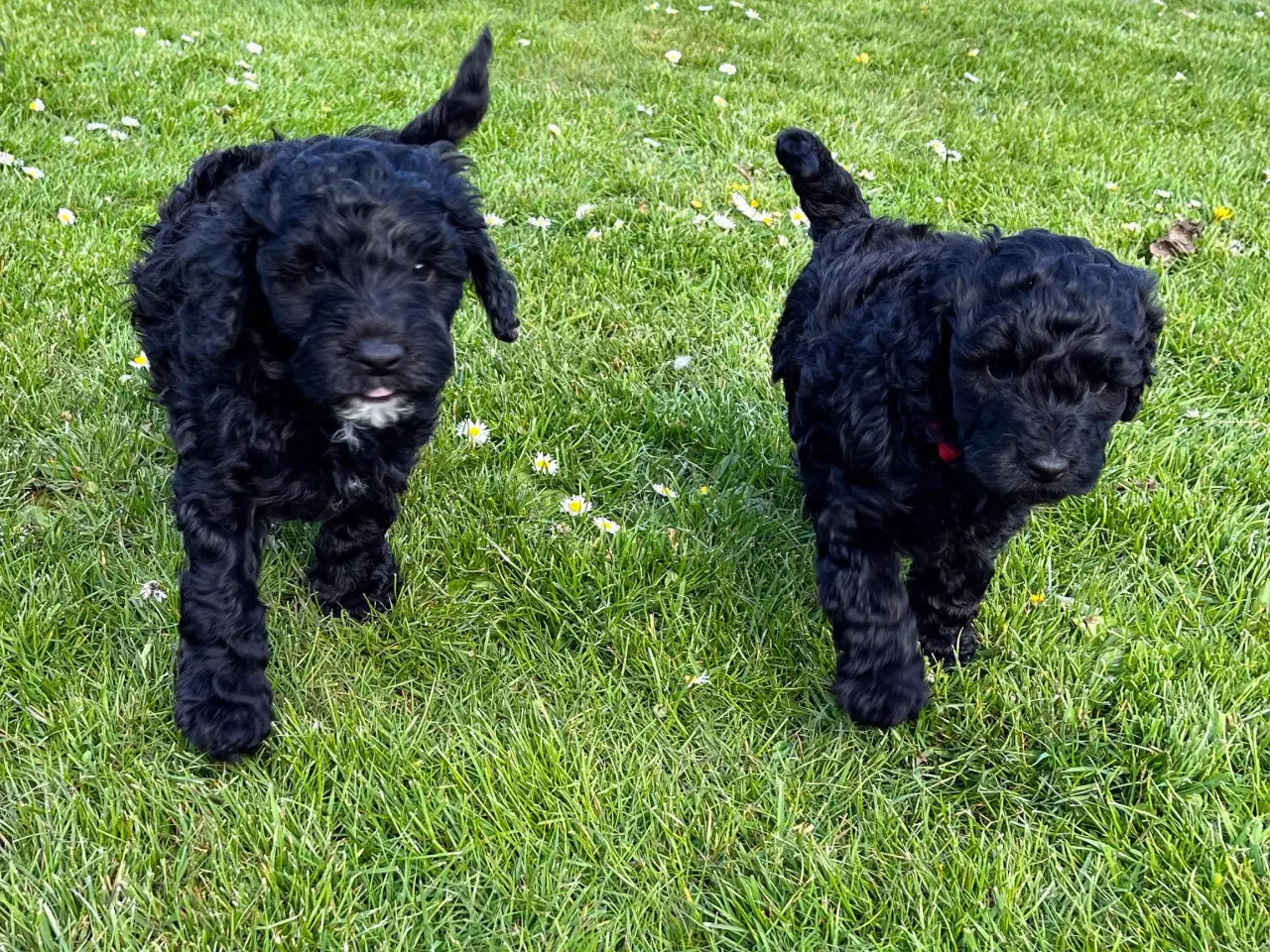 Billede 1 - Cockerpoo / cockapoo f1b