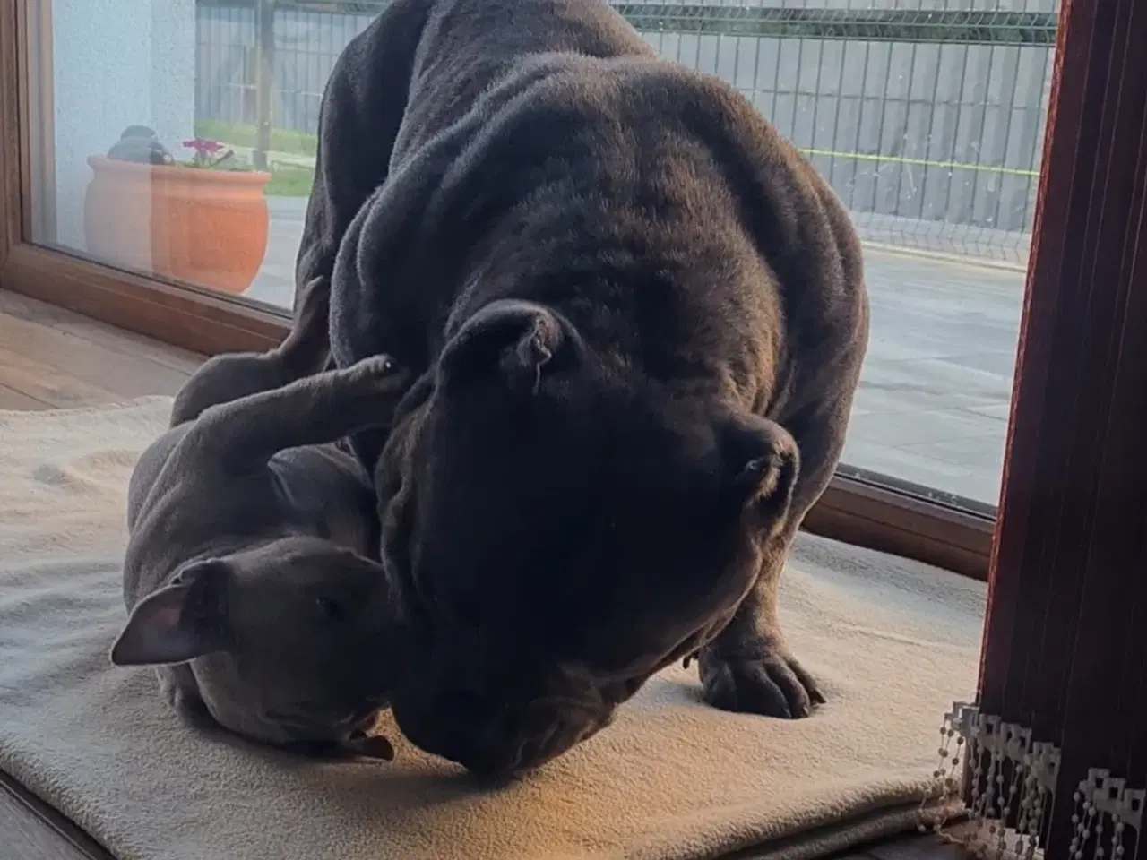 Billede 16 - American Bully Pocket smuk lilla 