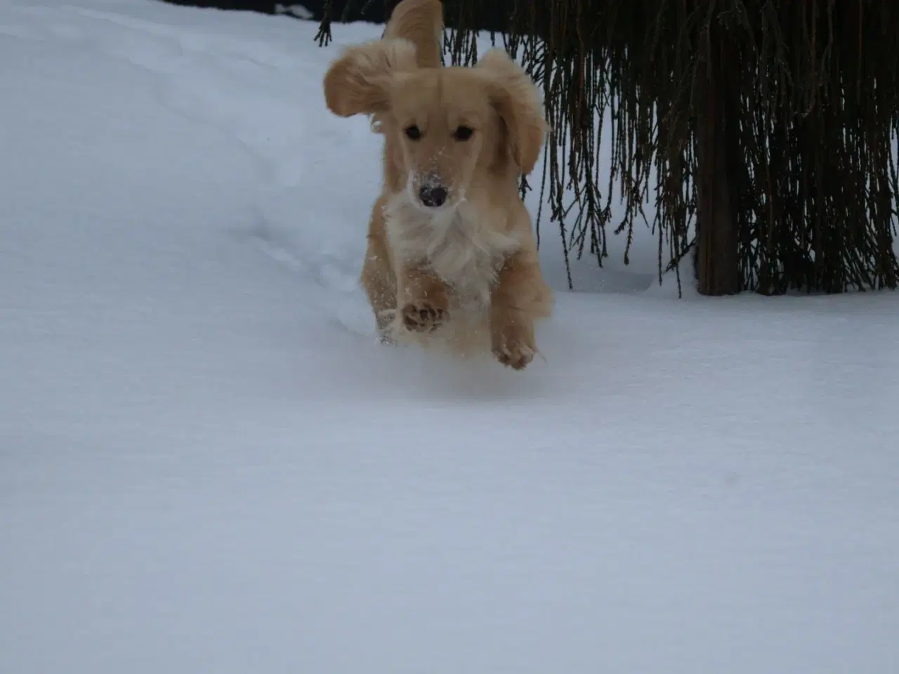 Billede 3 - Blonde gravhunde og alle farver – velkommen