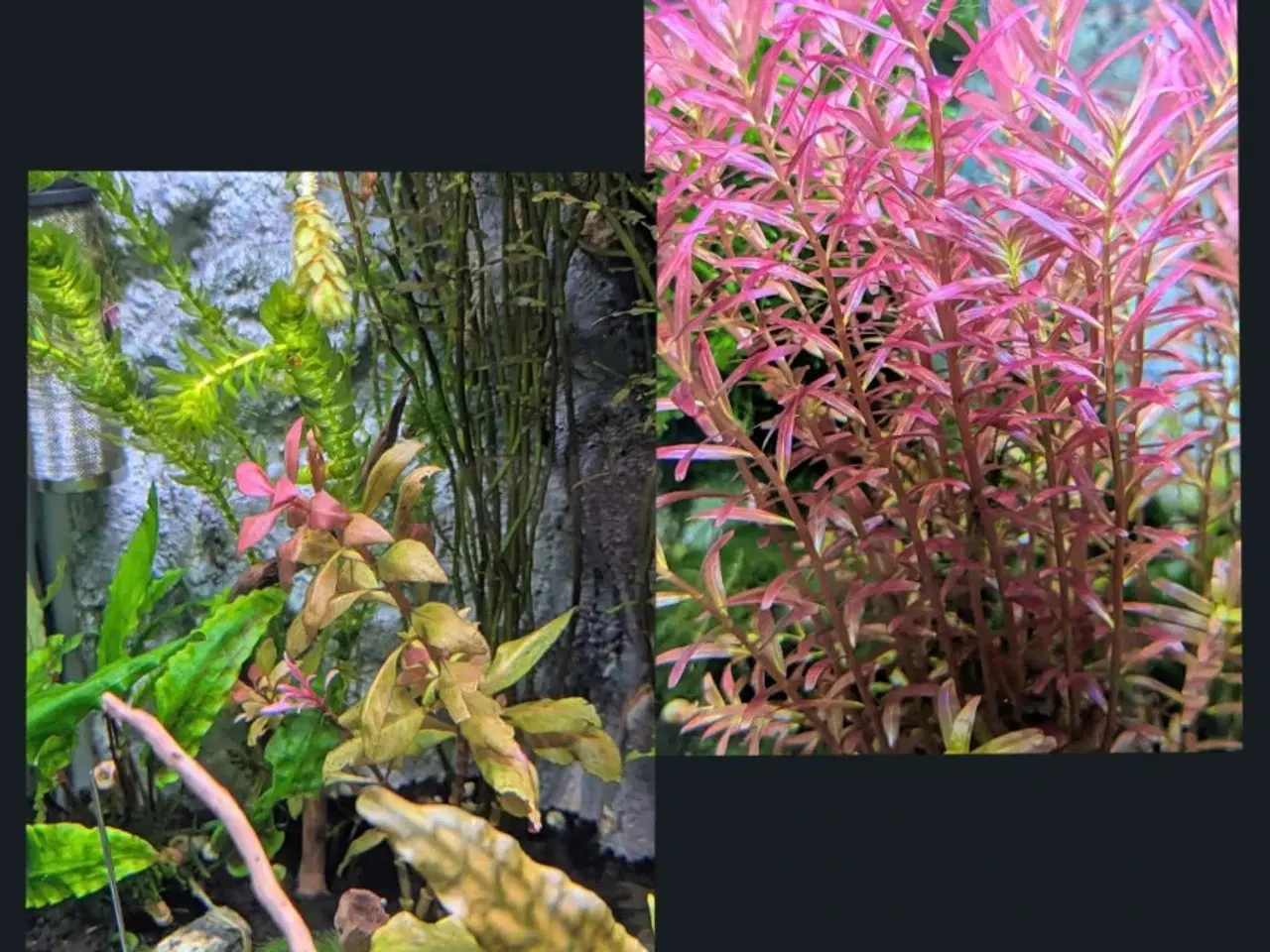 Billede 14 - Juwel akvarie 125L