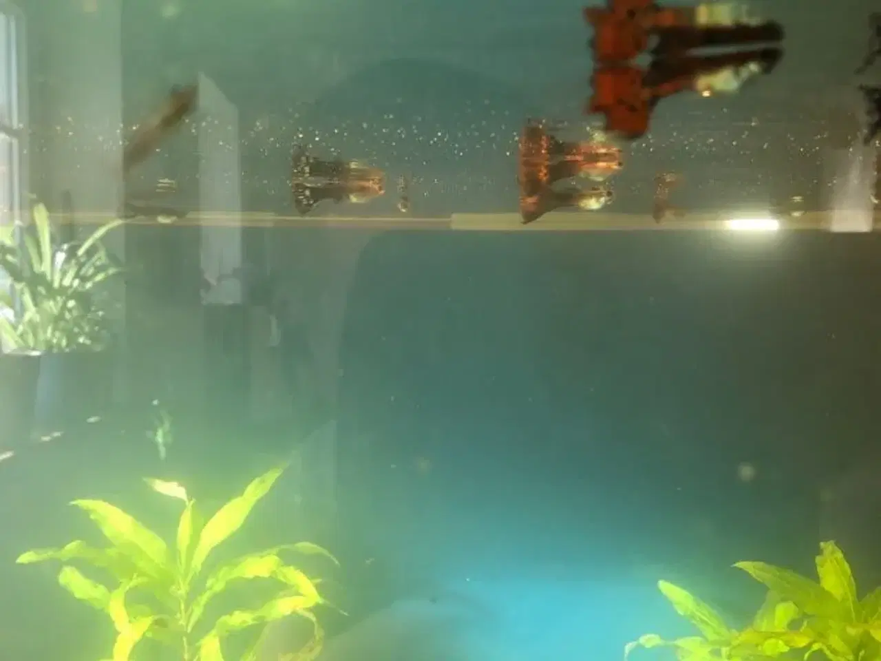 Billede 2 - Guppy mix unger og rejer neocaridina