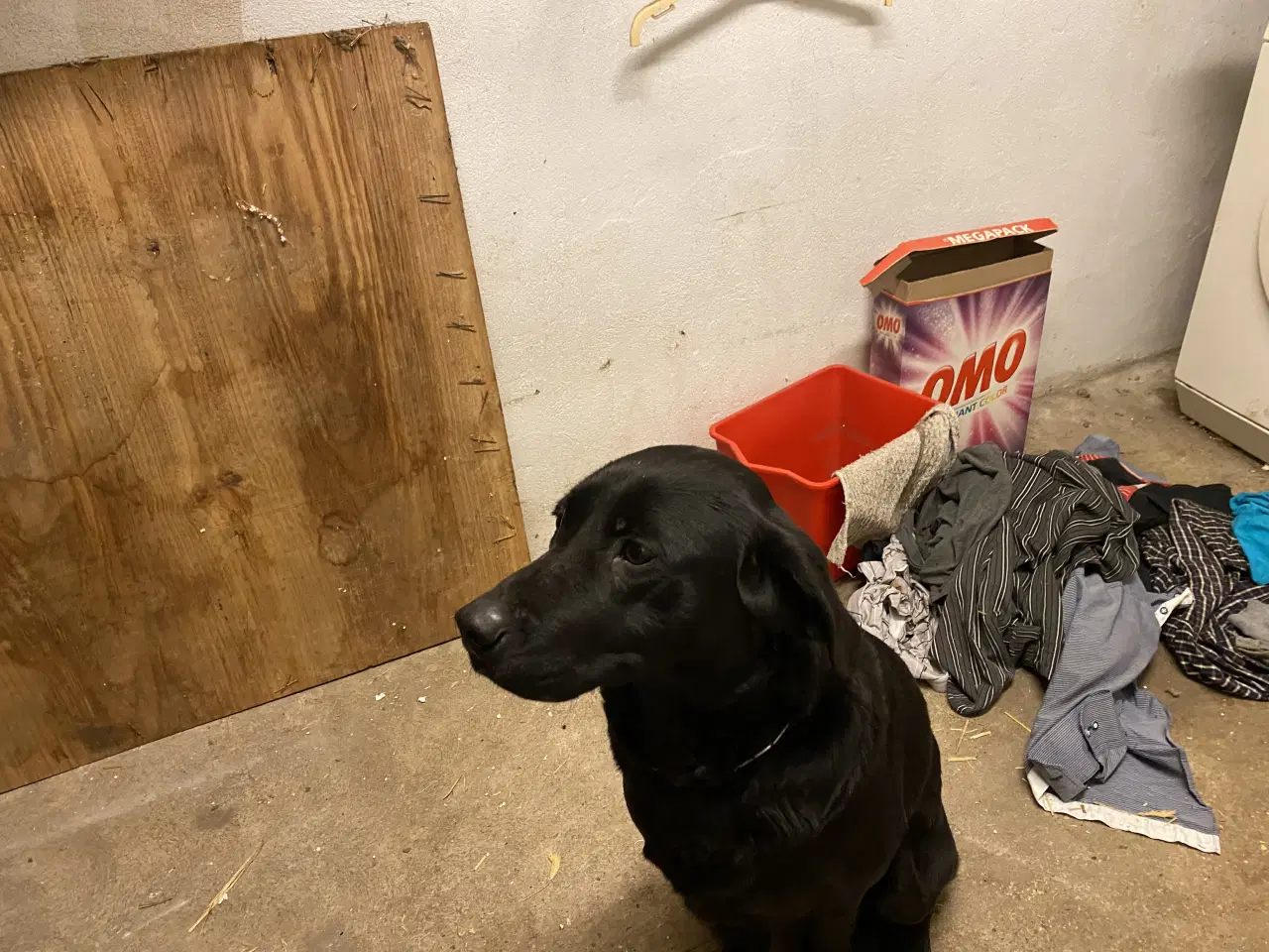 Billede 1 - Red Fox Labrador