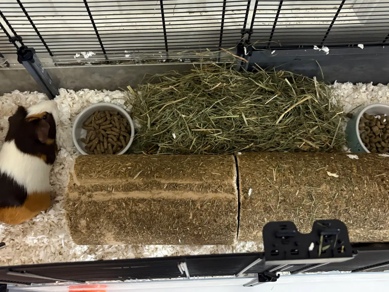 Billede 18 - To Han marsvin og tilbehør 