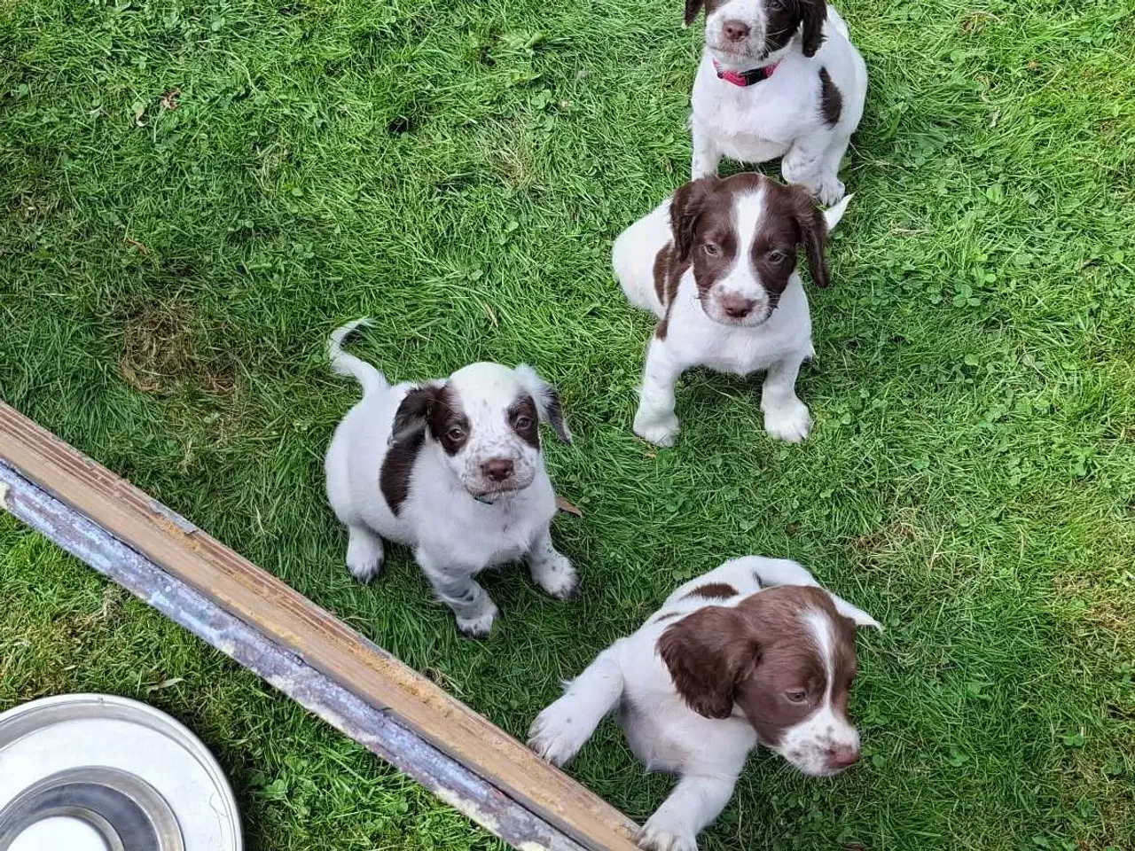 Billede 1 - Springer Spaniel hvalpe