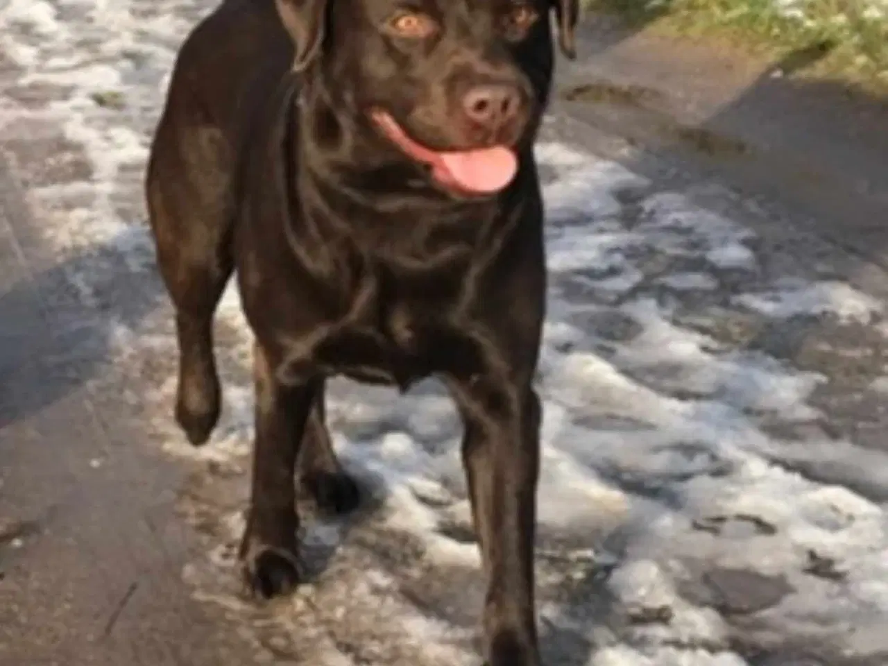 Billede 12 - Brun labrador hvalpe sælges 