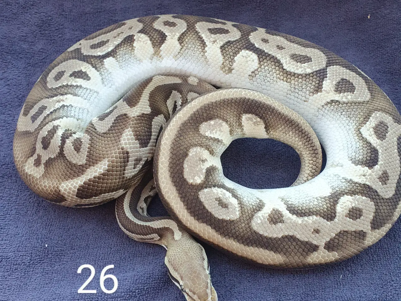 Billede 4 - Pied kongepythons + lidt mere, nye priser 