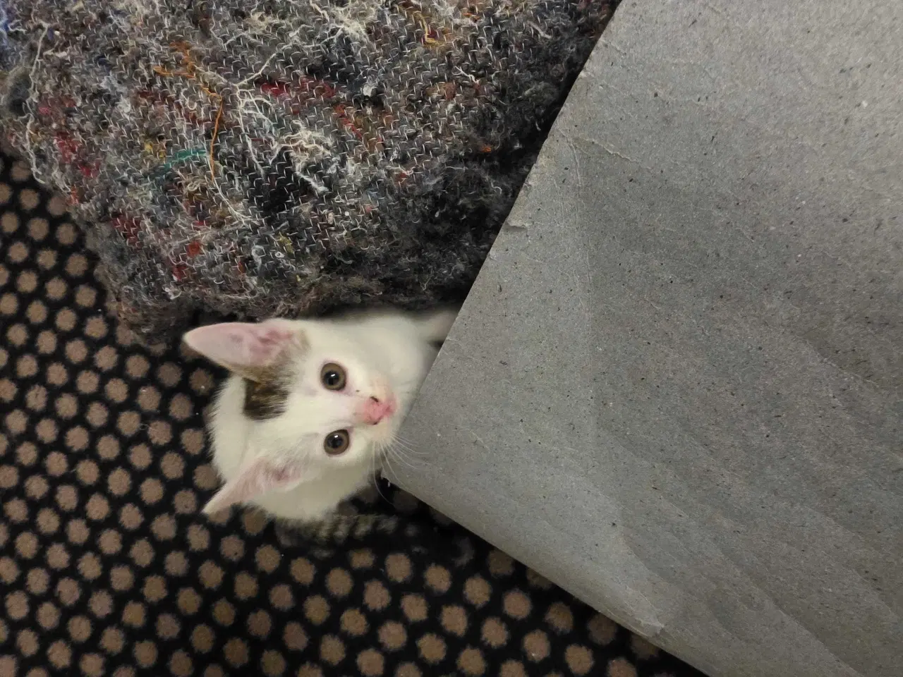 Billede 2 - Kattekilling klar til nyt hjem