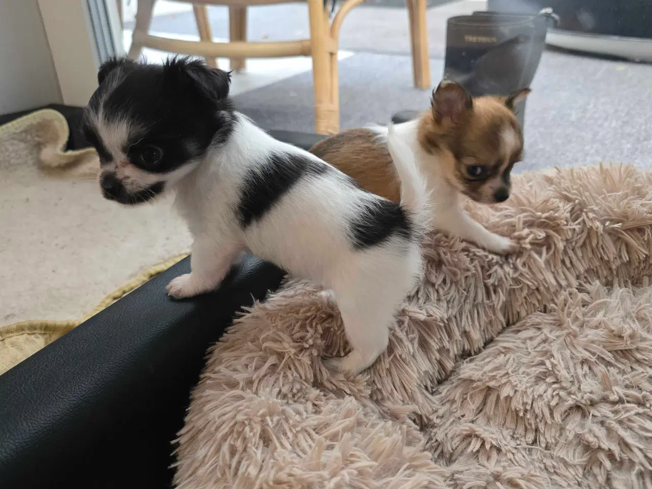 Billede 4 - Chihuahua hvalpe langhåret tæver. 2 stk