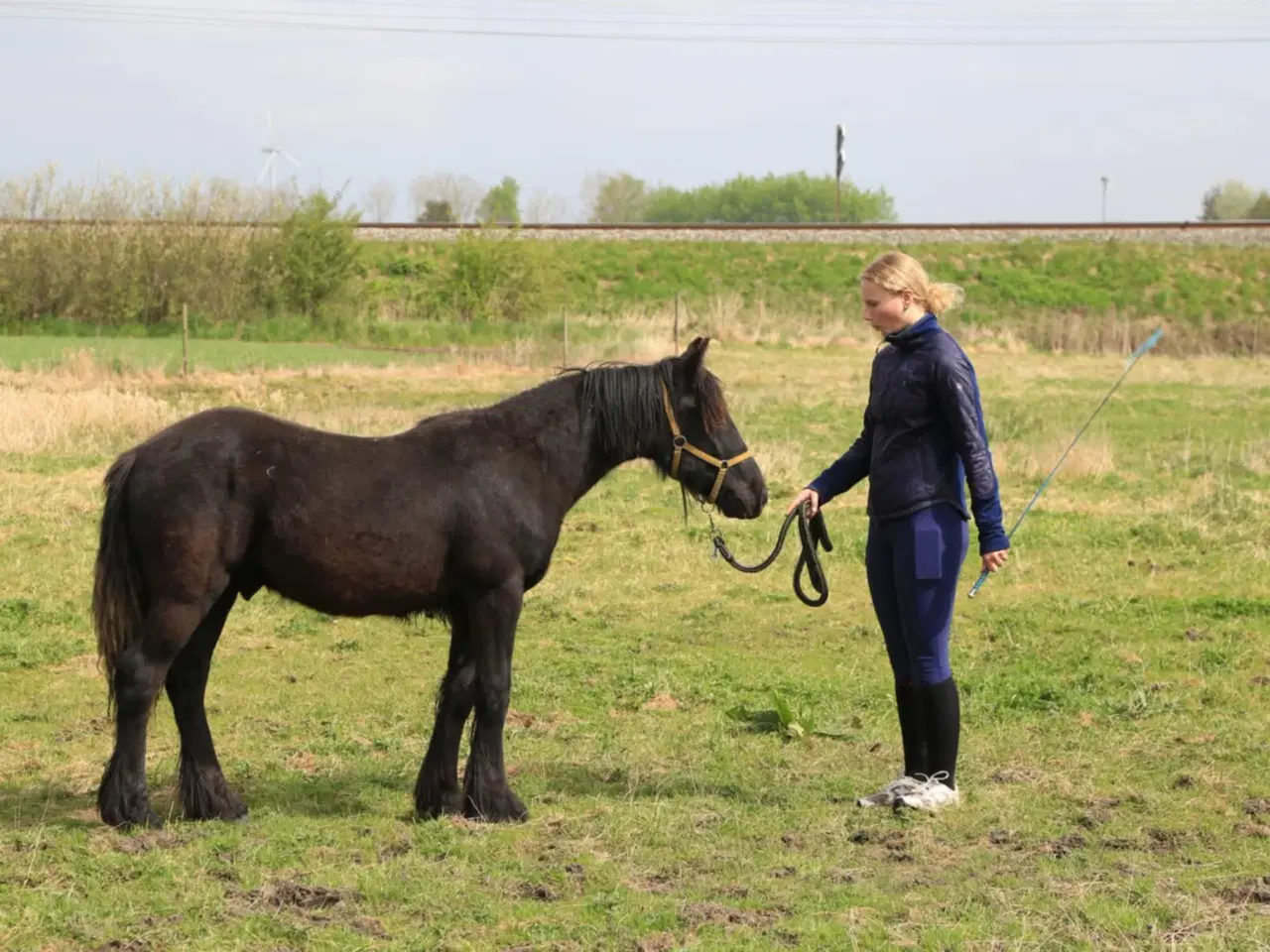 Billede 7 - 1 års fell hingst 