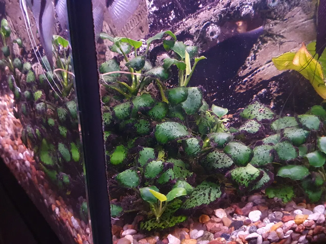 Billede 2 - Anubias