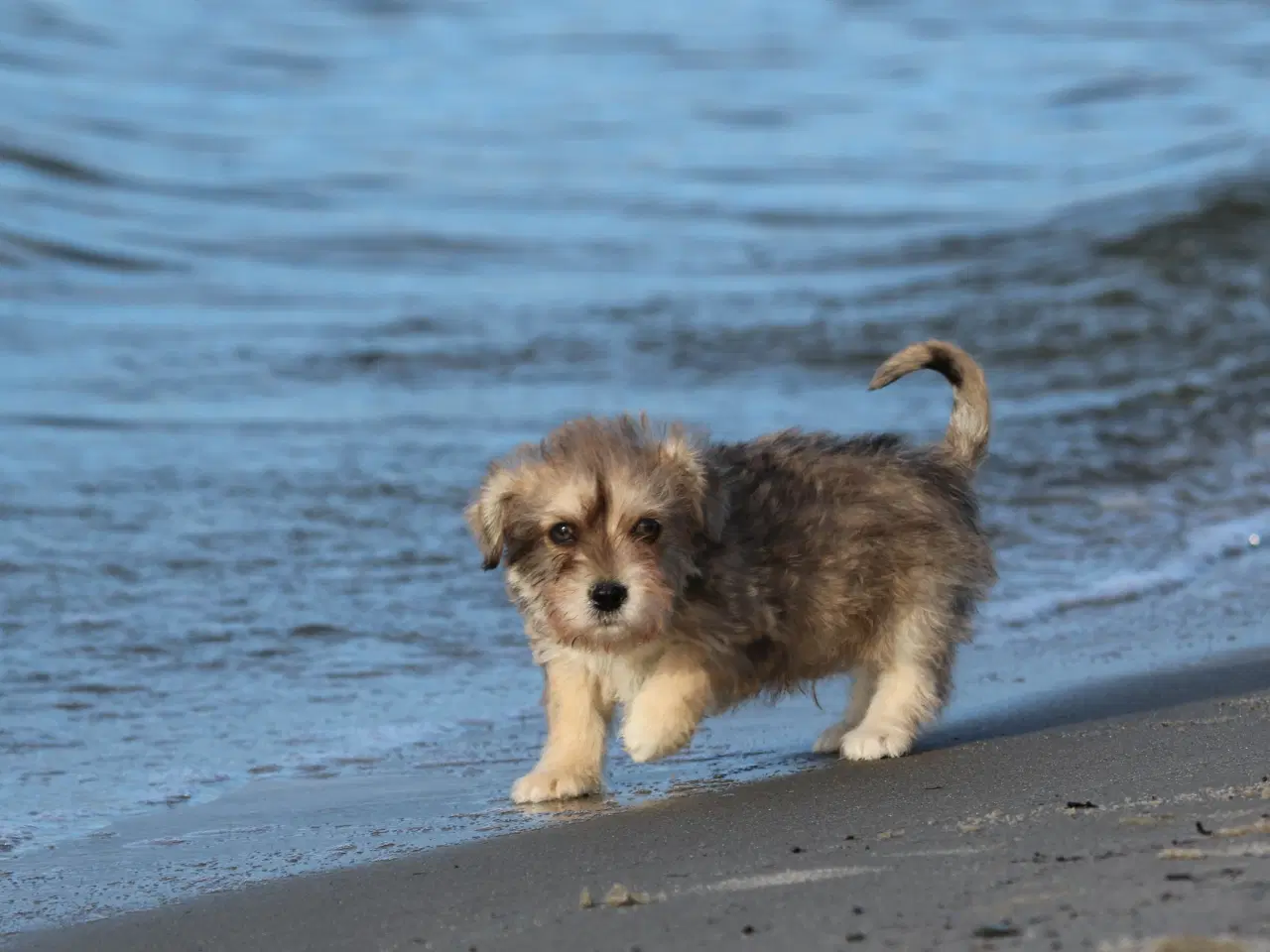 Billede 4 - Bichon havanais x cavalier king charles spaniel