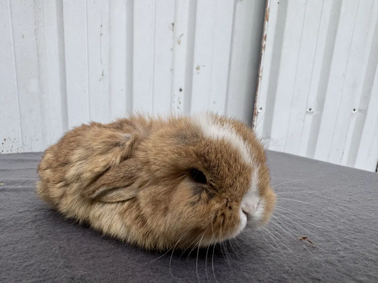 Billede 4 - Mini lop hunkanin