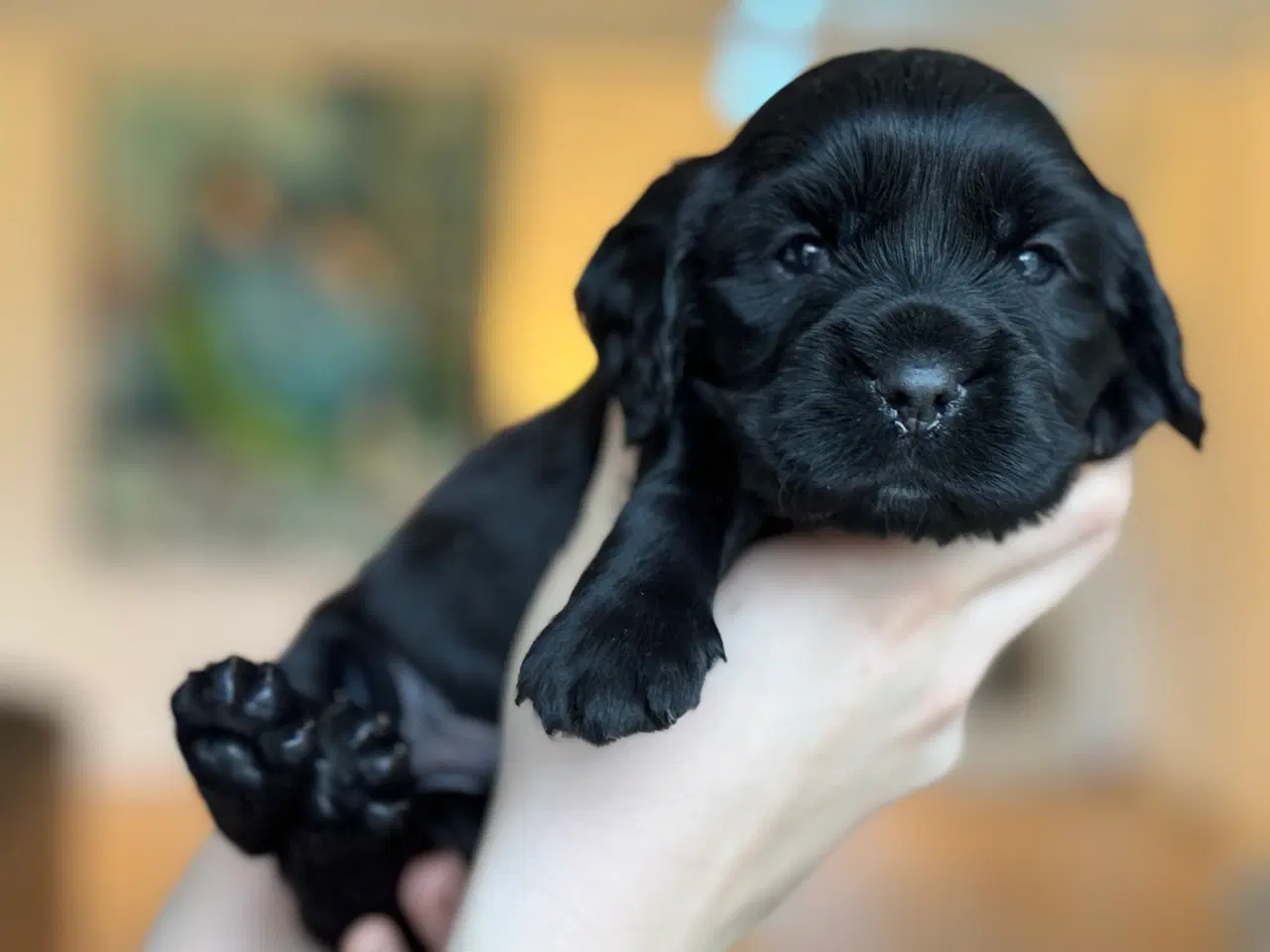 Billede 2 - Engelsk cocker spaniel/ Cavalier King Charles 