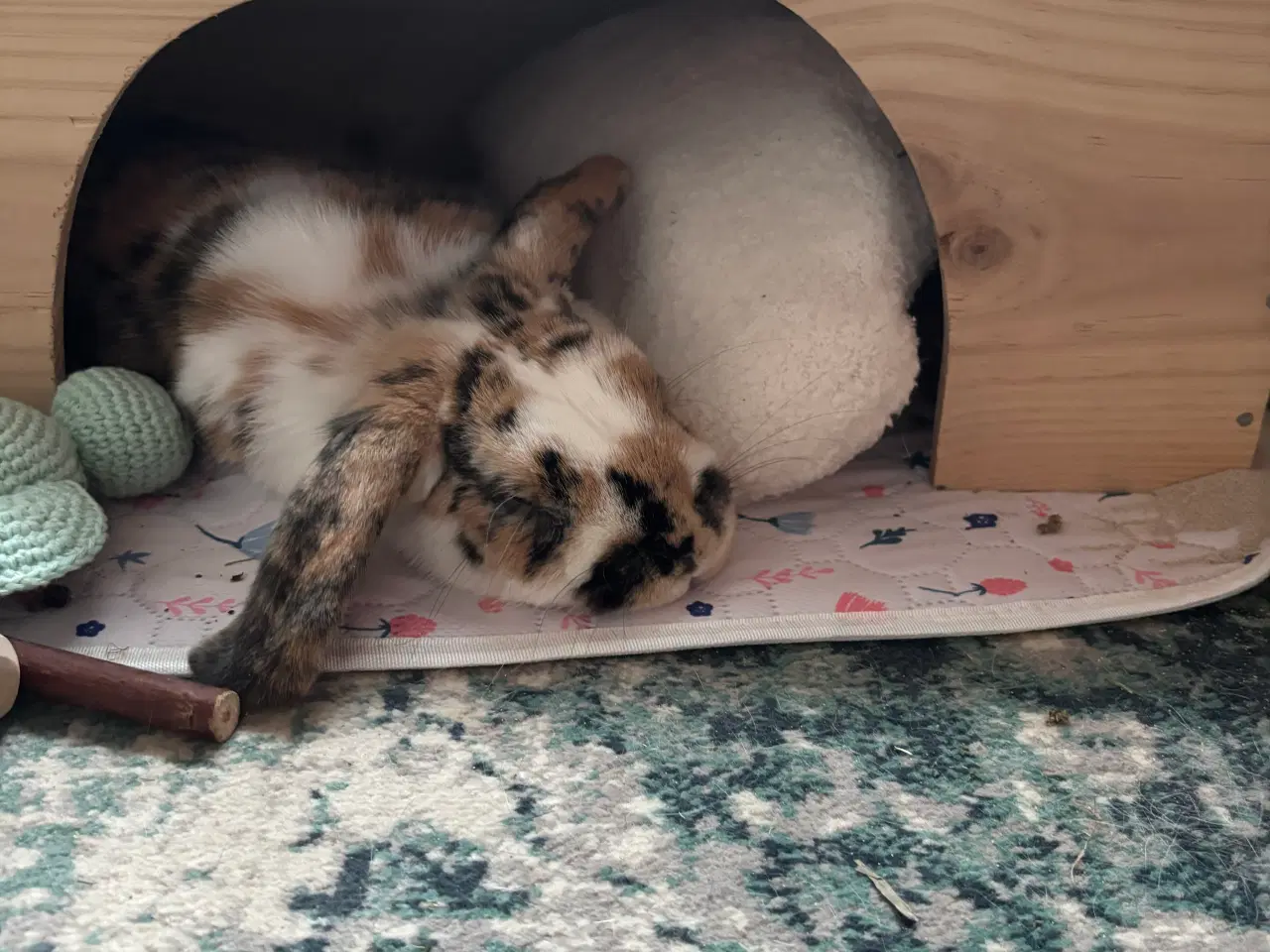 Billede 5 - Lillebror søger nyt hjem 