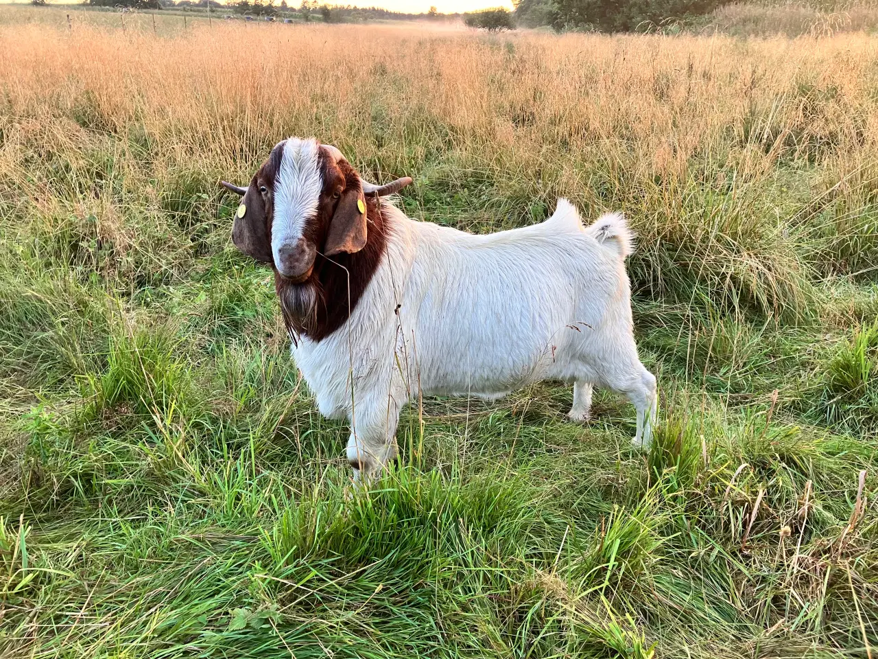 Billede 8 - Boergeder og bukke